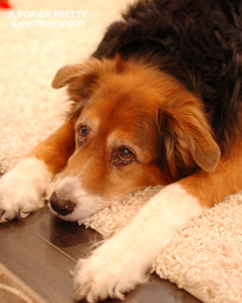 basement decor - shag rug