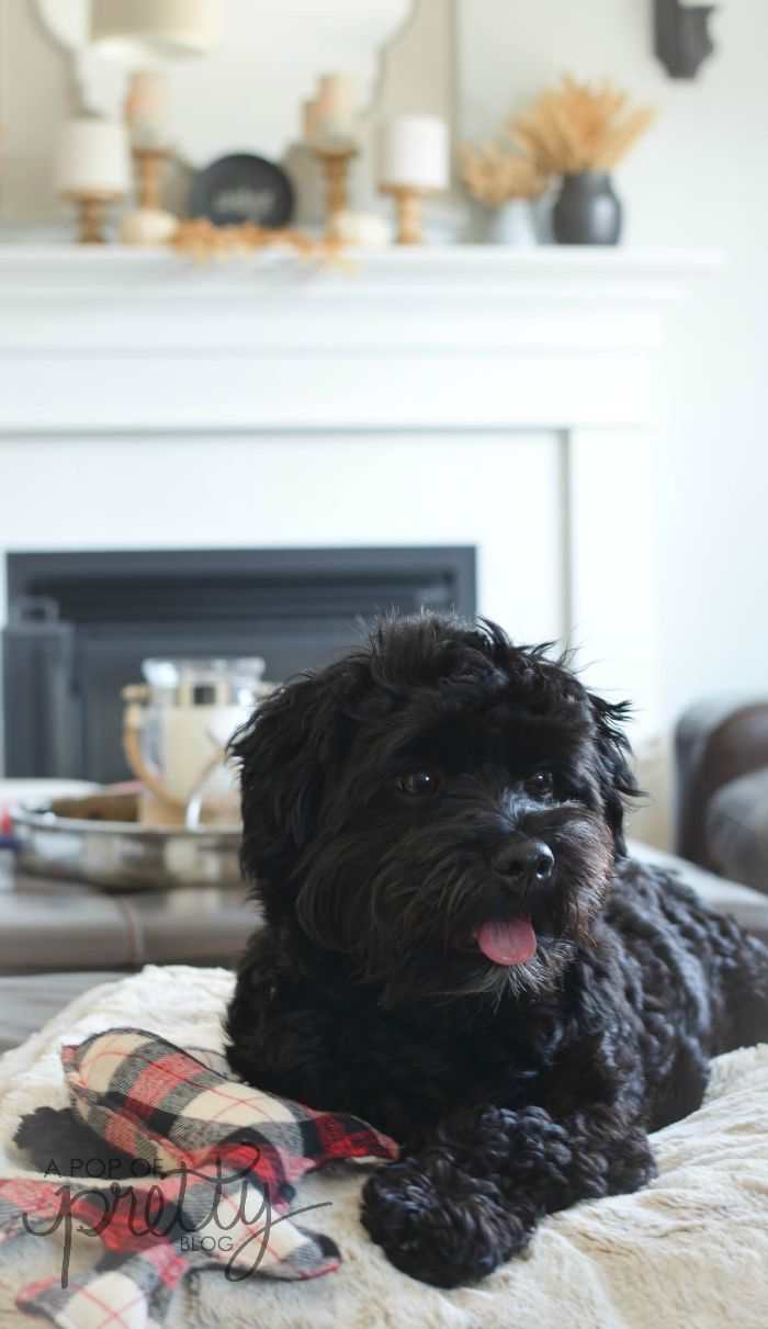 simple Fall mantel Havanese